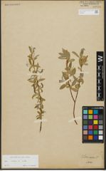 Foto von Salix alba L.